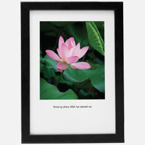 Growing Where Allah Has Planted Me